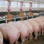 KKRæ”¯æŒçš„ä¸­ç²®è‚‰é£Ÿå®Œæˆ2.51äº¿ç¾Žå…ƒæ¸¯è‚¡IPO